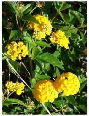 Lantana