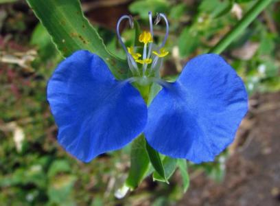 Hairy commelina