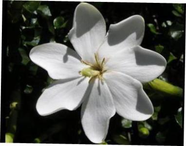 Gardenia