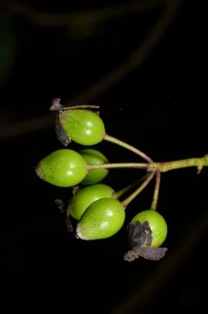 Peddiea