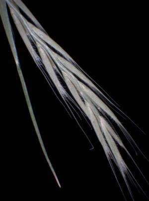 How to care for Curly mesquite - Complete Plant Care Guide | PlantSnap ...