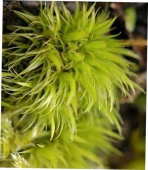 Alto-filiform dicranum