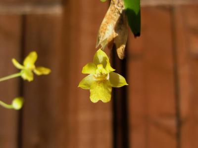 Parana epidendrum