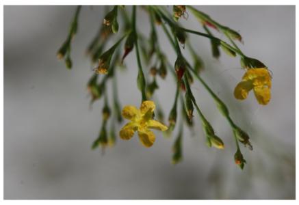 St. john’s wort