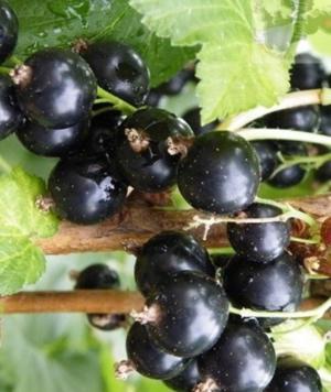 Tasmanian tree melonberry