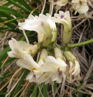 Sharp-flowered tribolium