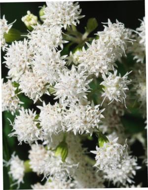 Swamp milkweed