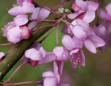 Griffith's redbud