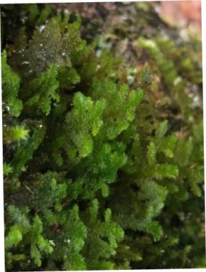 Ceylon forsstroemia
