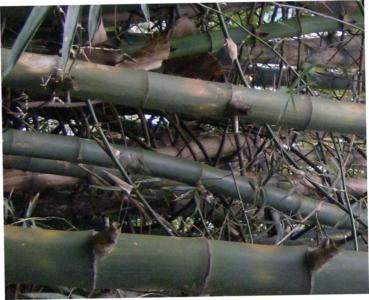 Bamboo cane