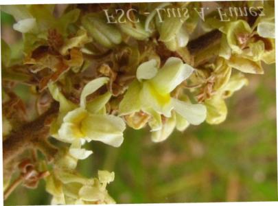 Butterfly trigonia
