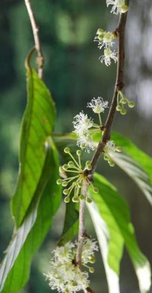 How to care for Chonta - Complete Plant Care Guide | PlantSnap ...