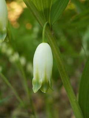 Angular solomon's seal