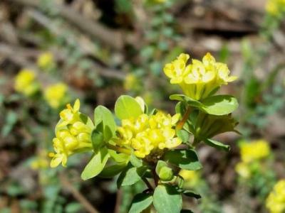 Yellow riceflower