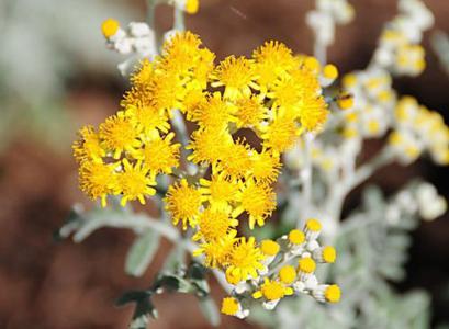 Dusty miller