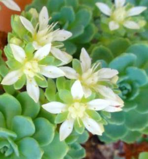 How to care for Siberian stonecrop - Complete Plant Care Guide