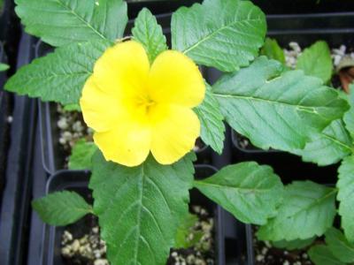 How to care for Damiana - Complete Plant Care Guide | PlantSnap - Plantsnap  - Identify Plants, Trees, Mushrooms With An App