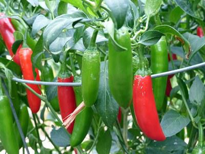 How to care for Serrano pepper - Complete Plant Care Guide | PlantSnap -  Plantsnap - Identify Plants, Trees, Mushrooms With An App
