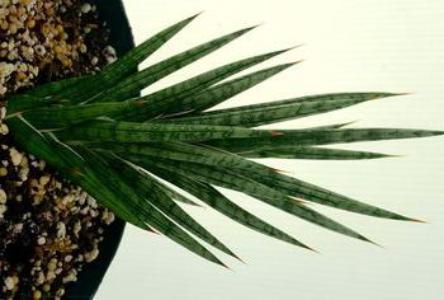 Snake plant - Plantsnap - Identify Plants, Trees, Mushrooms With An App