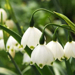 Spring snowflake