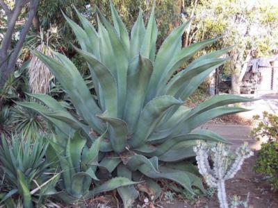 Green goblet agaveの育て方 - 完全お手入れガイド | PlantSnap