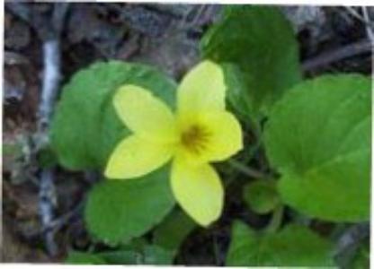 Three-parted violet