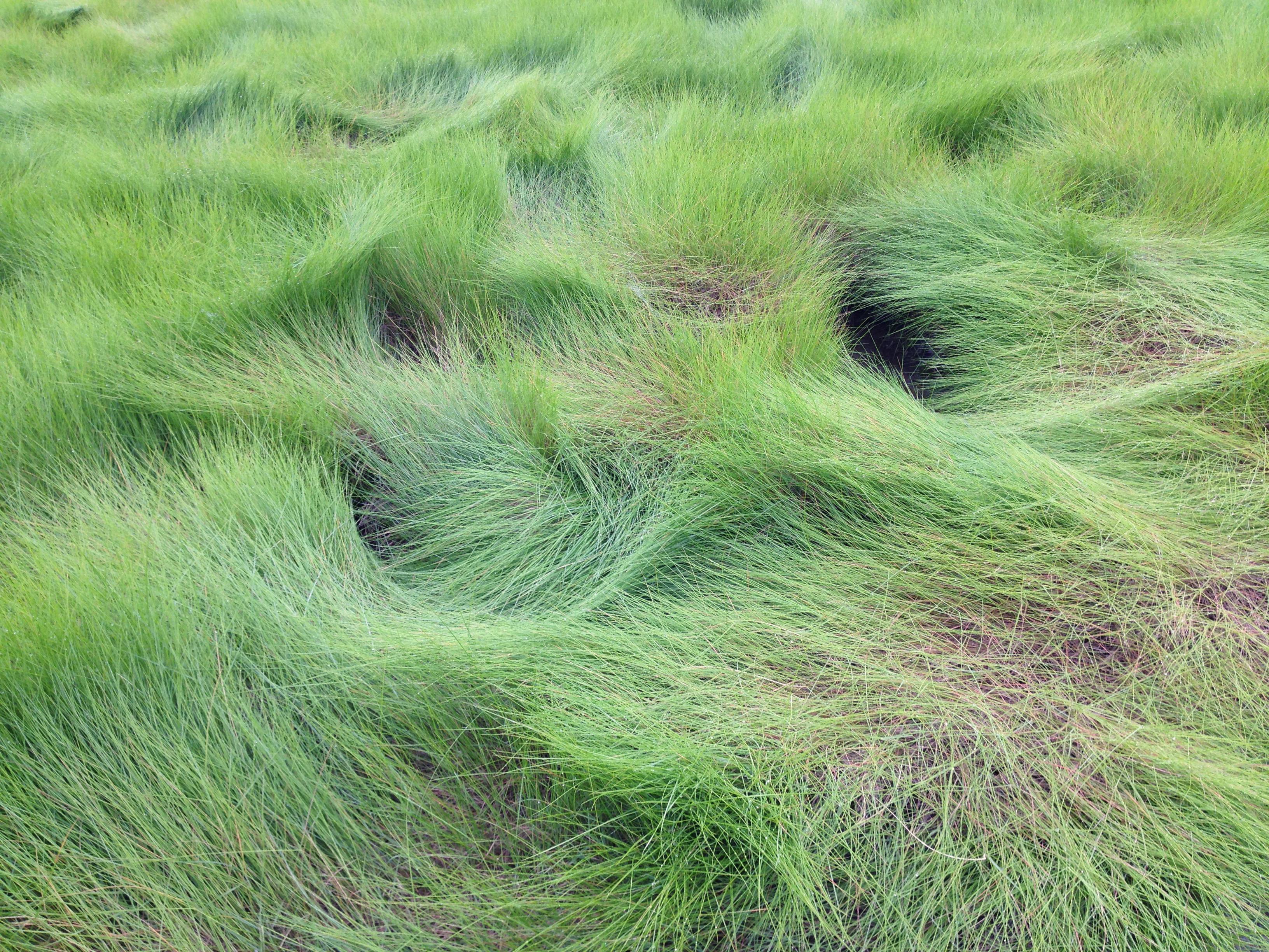 Seashore dropseed