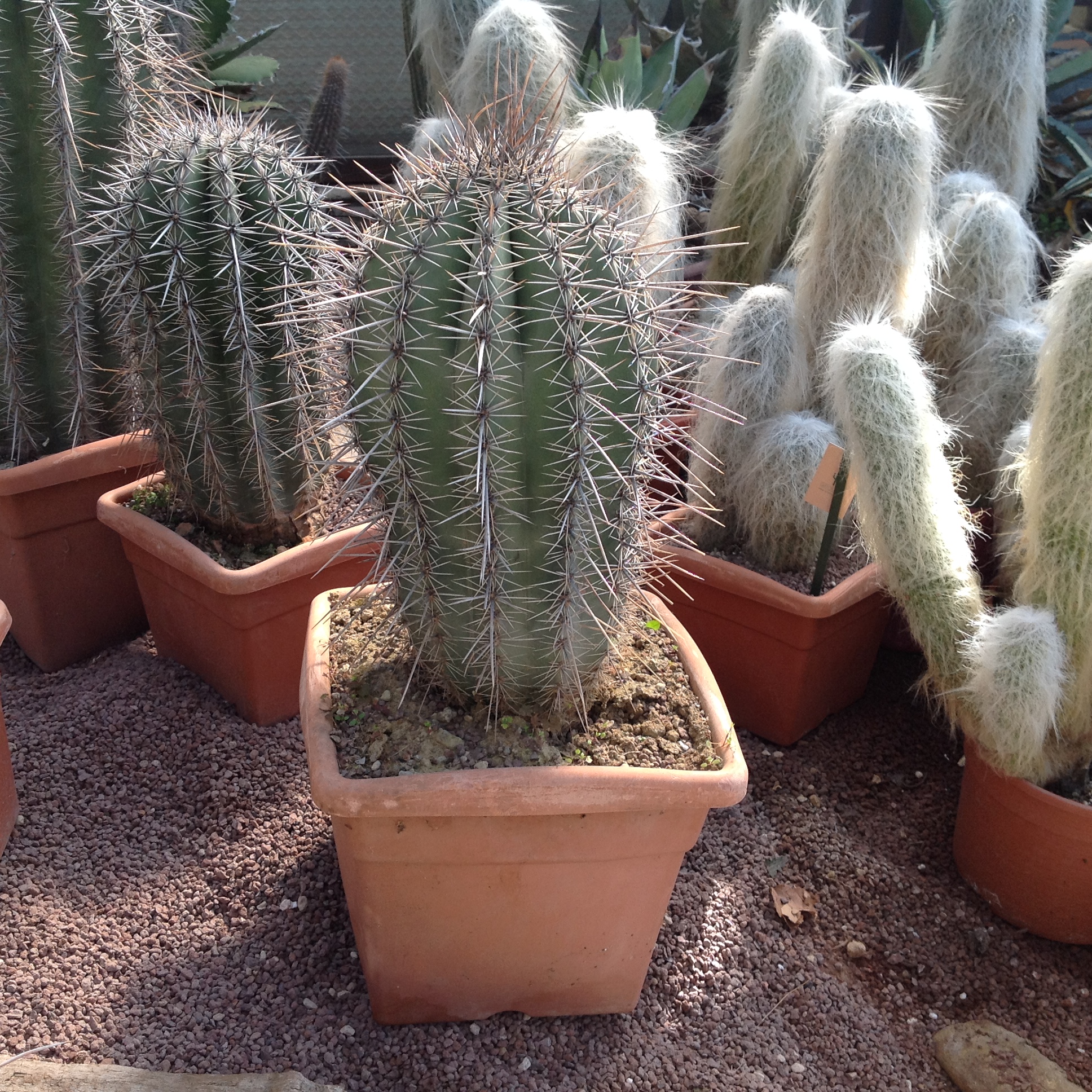 Saguaro (Carnegia gigantea) - Image 1 of 10