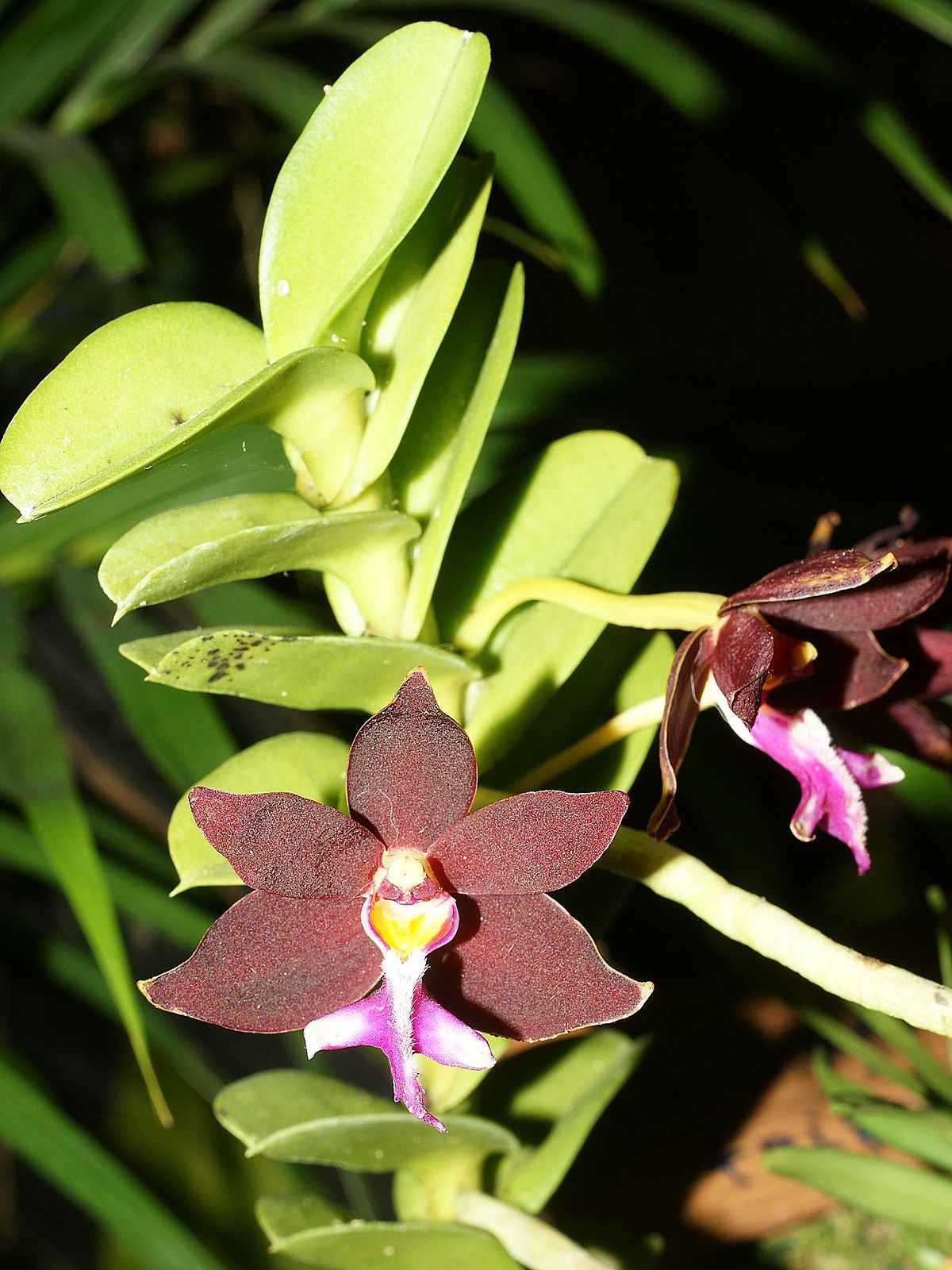 Dark purple trichoglottis
