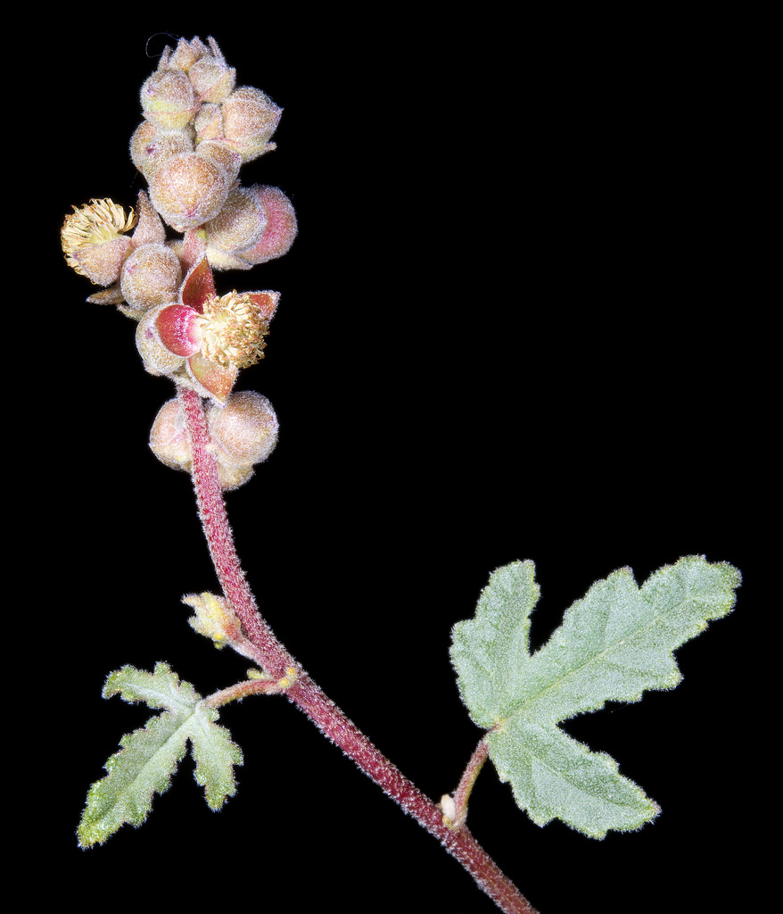 Small-leaved adriana