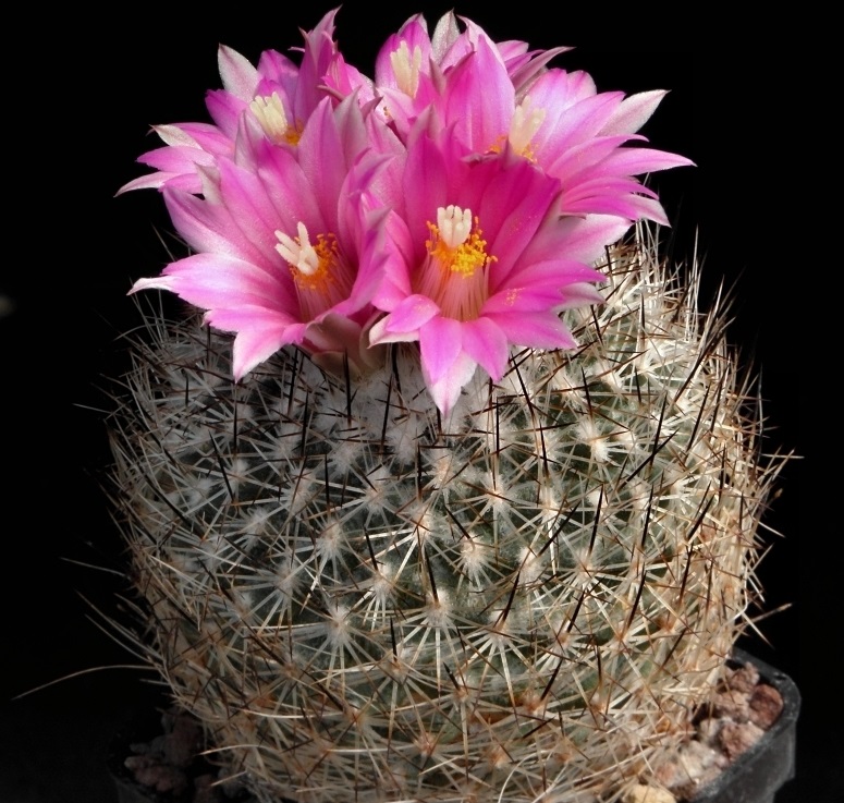 Beguin's turbinicarpus