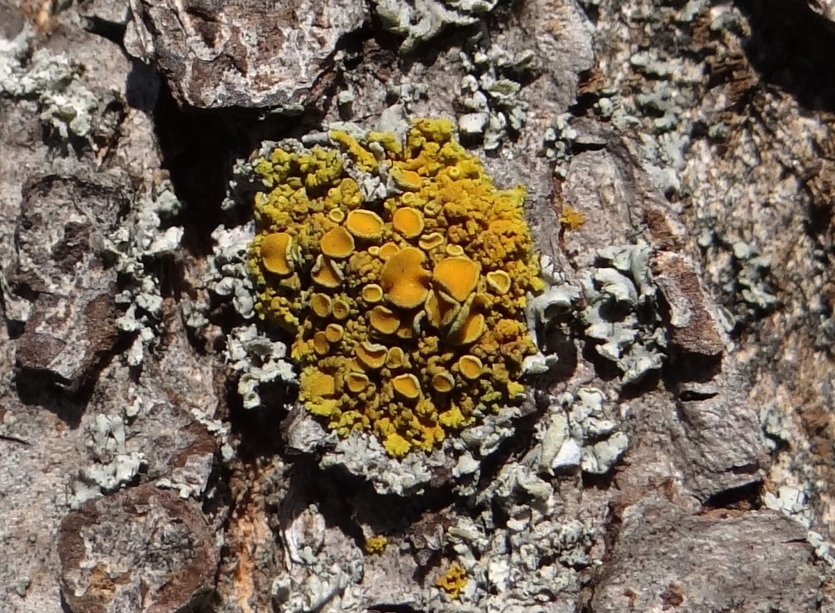 Maritime sunburst lichen