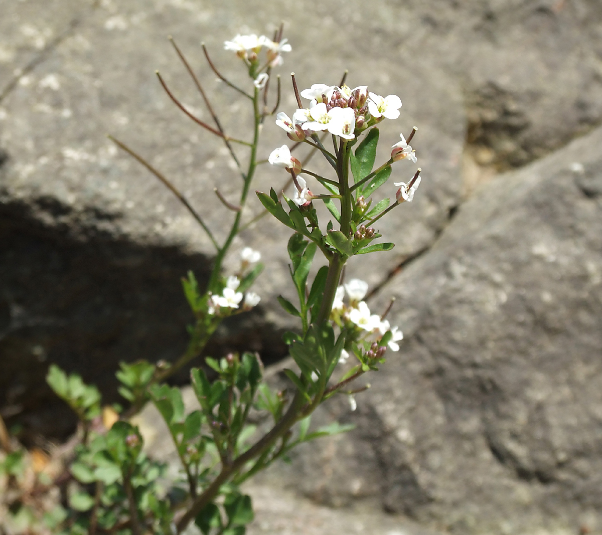 Peninsula bittercress