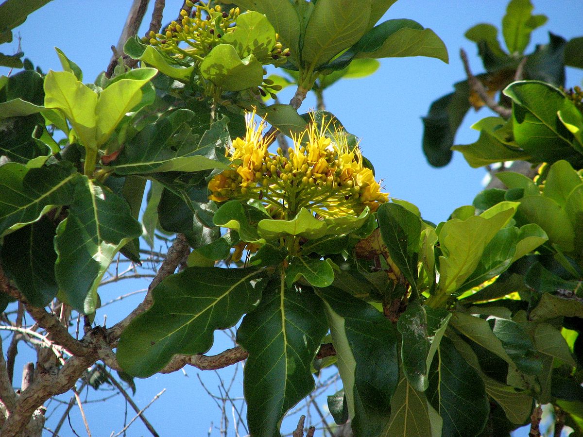 Golden bouquet tree