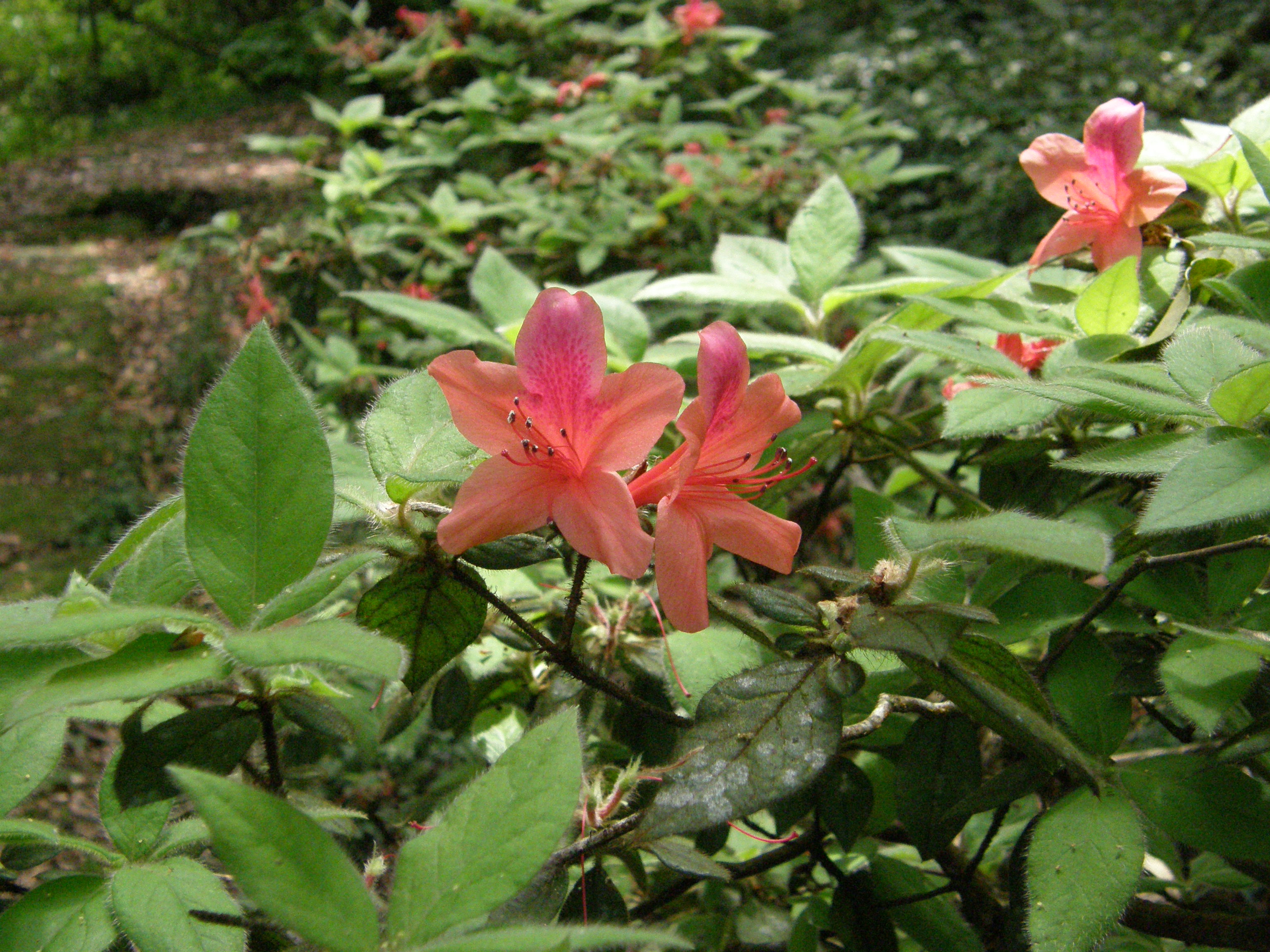 Identifying Rhododendron How to care for Oldham's rhododendron - Complete Plant Care Guide ...