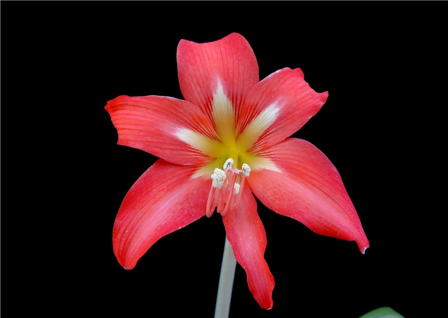 How to care for Regina lily - Complete Plant Care Guide | PlantSnap -  Plantsnap - Identify Plants, Trees, Mushrooms With An App