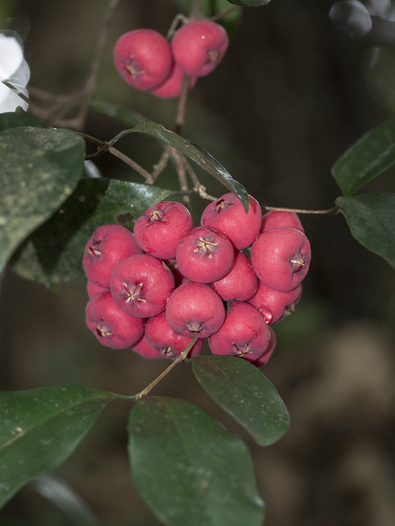 Fibrous satinash
