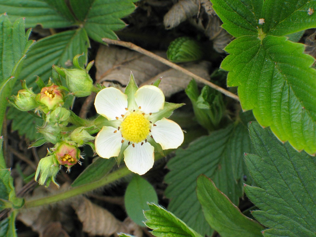 Morango Verde How to care for Green strawberry - Complete Plant Care Guide ...