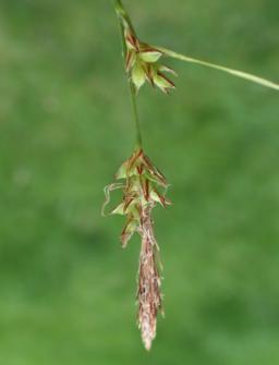 Pennsylvania sedge
