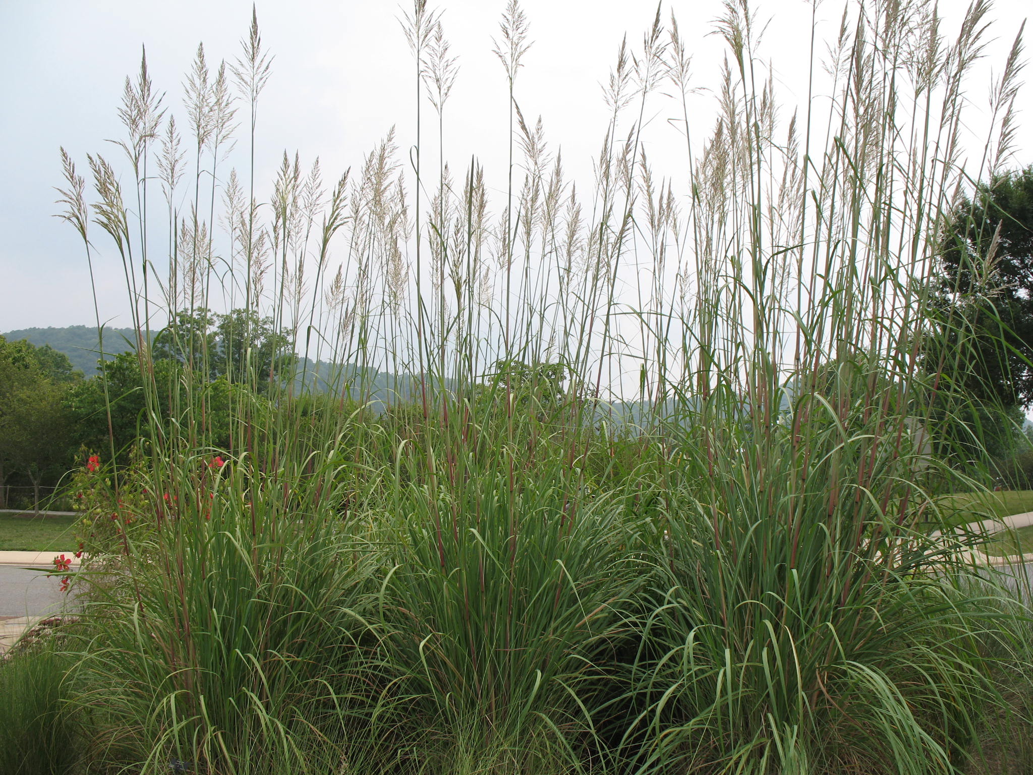 Ravenna grass