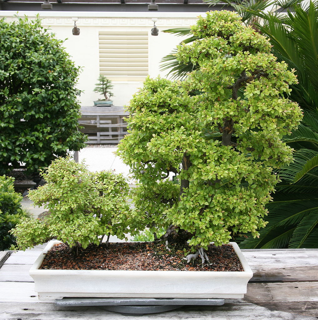 Chinese sweet plumの育て方 - 完全お手入れガイド | PlantSnap