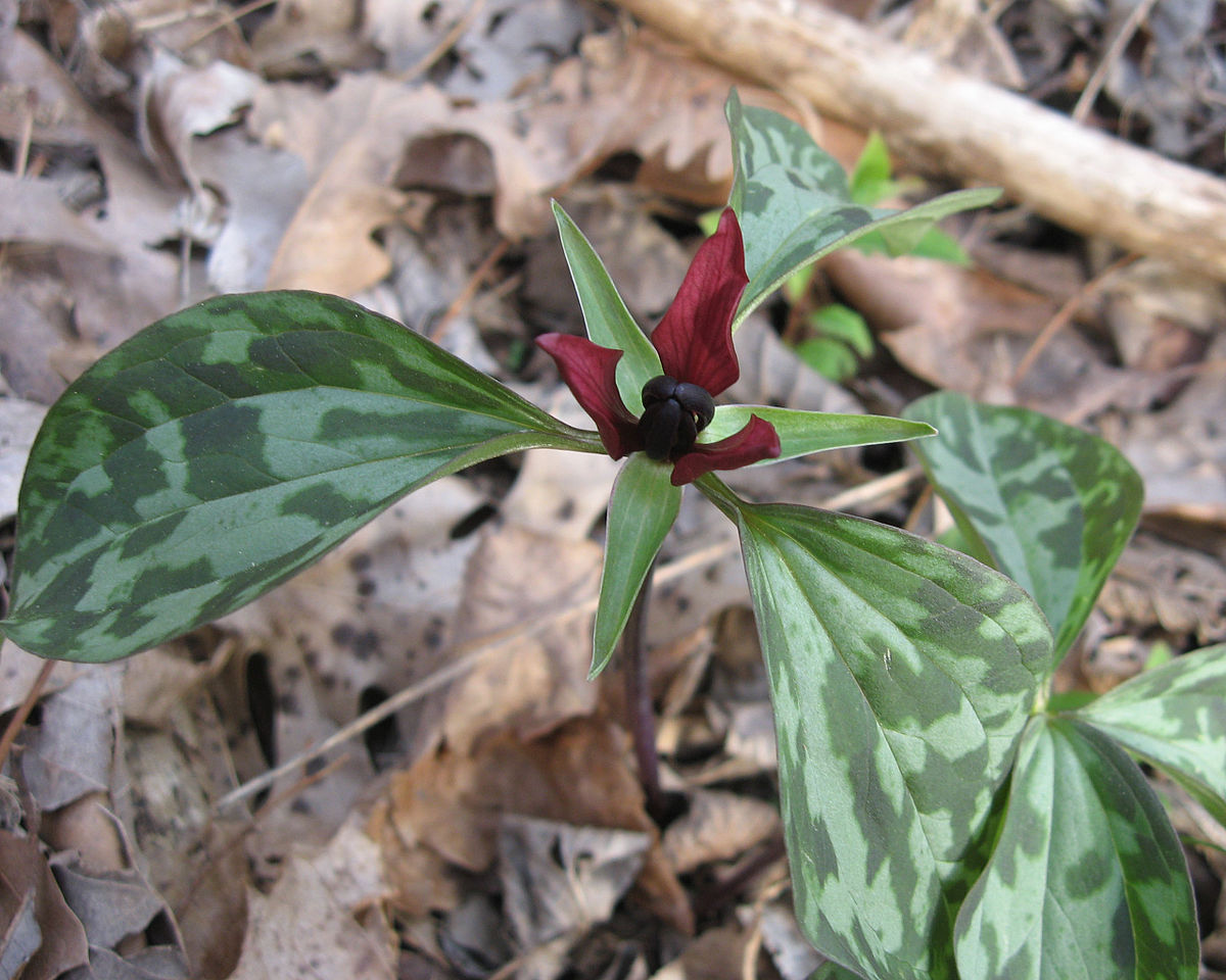 Prairie trillium