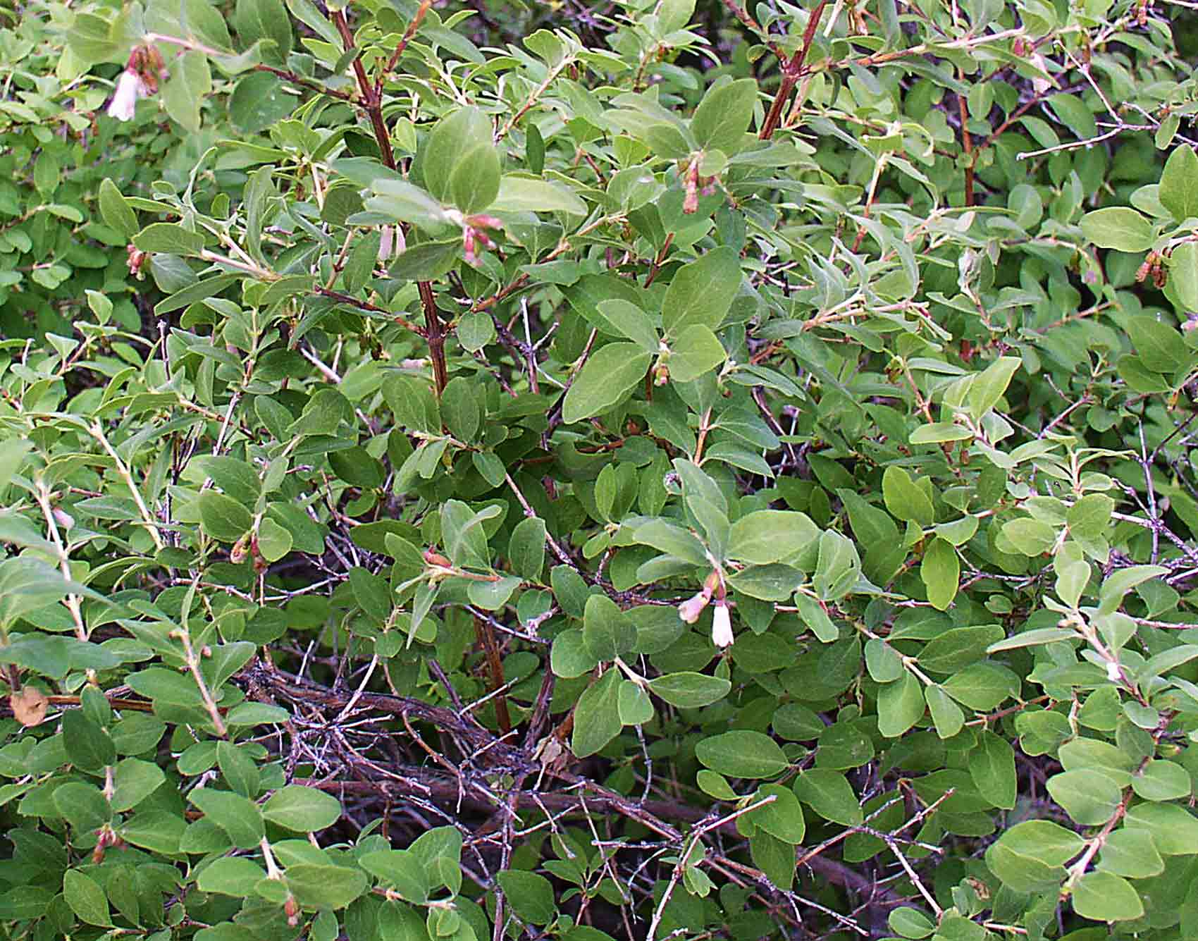 Creeping snowberry