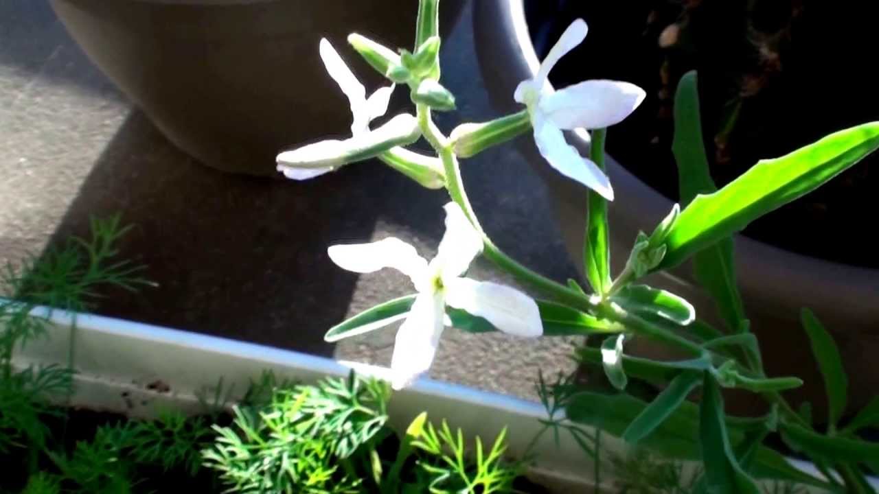 How to care for Night-scented stock - Complete Plant Care Guide | PlantSnap  - Plantsnap - Identify Plants, Trees, Mushrooms With An App