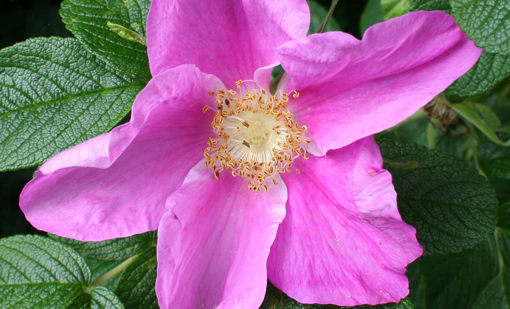 Tree Phoenix Tail Roses How to care for Tail rose - Complete Plant Care Guide | PlantSnap ...