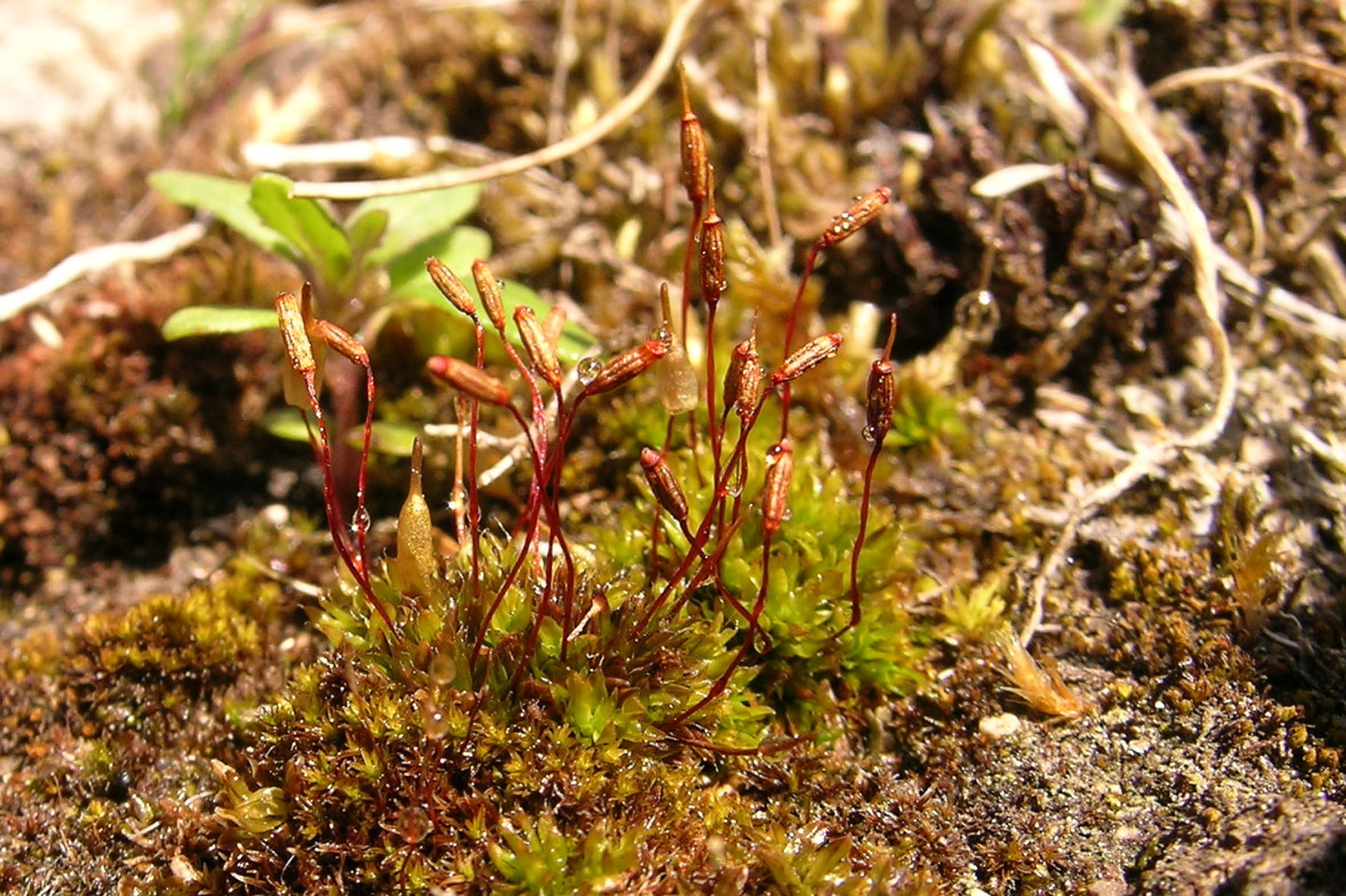Mucronate extinguisher-moss