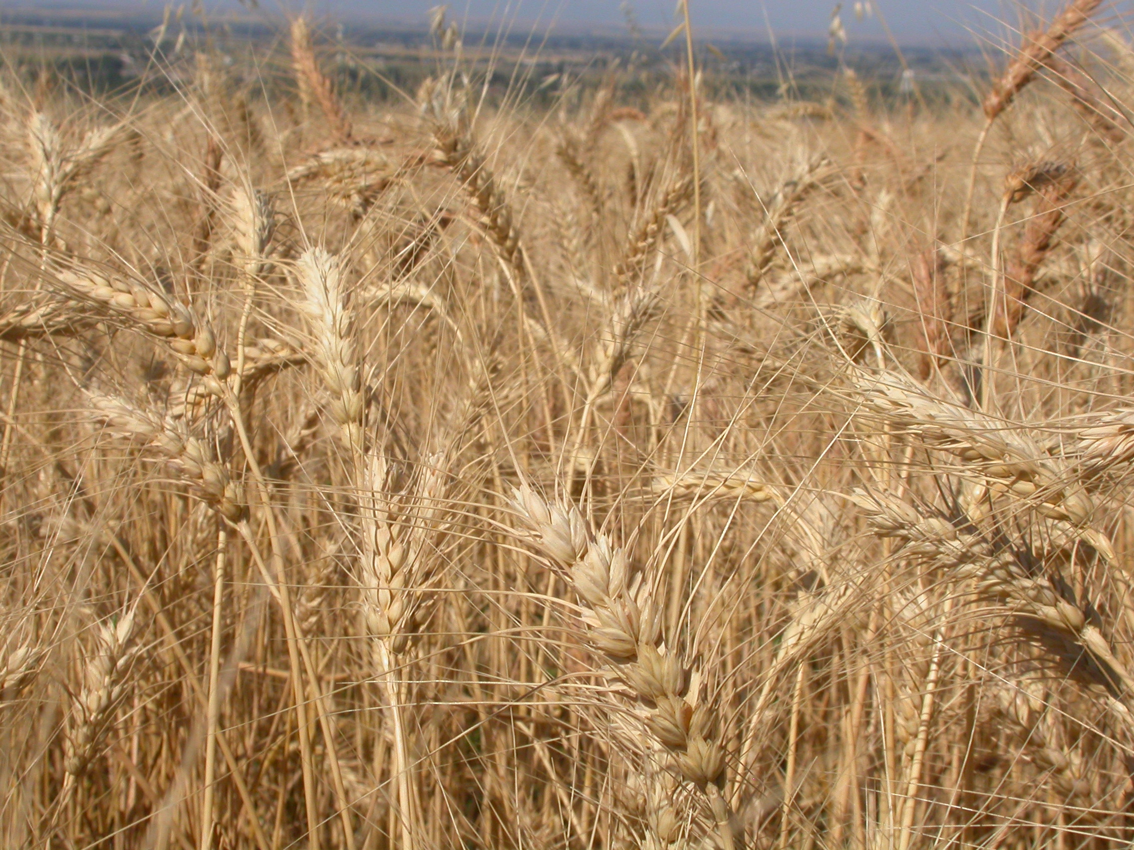 Common wheat