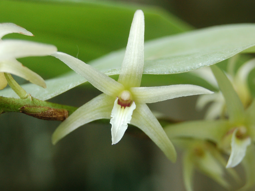 Javanese eria