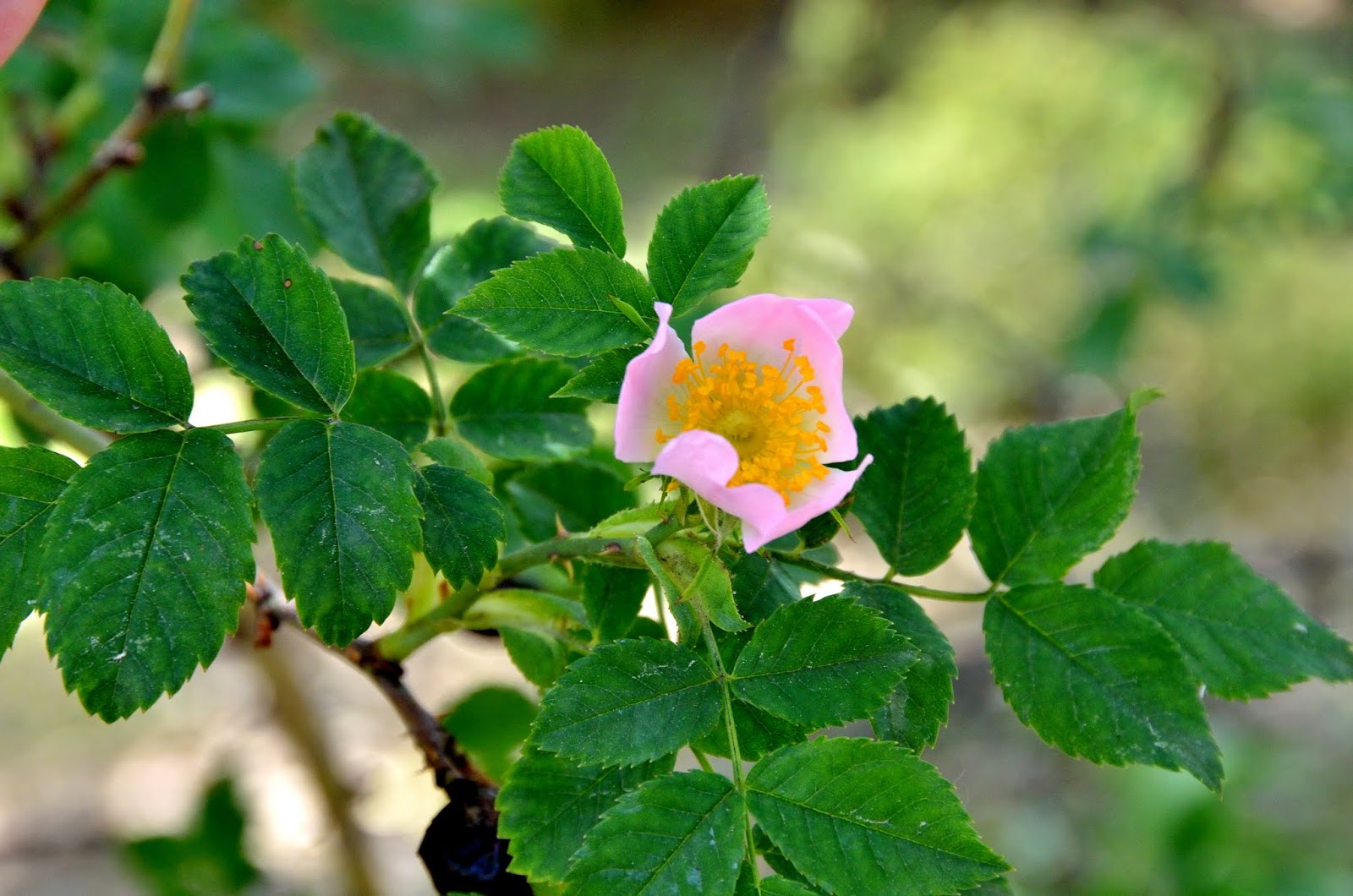 Glaucous dog rose
