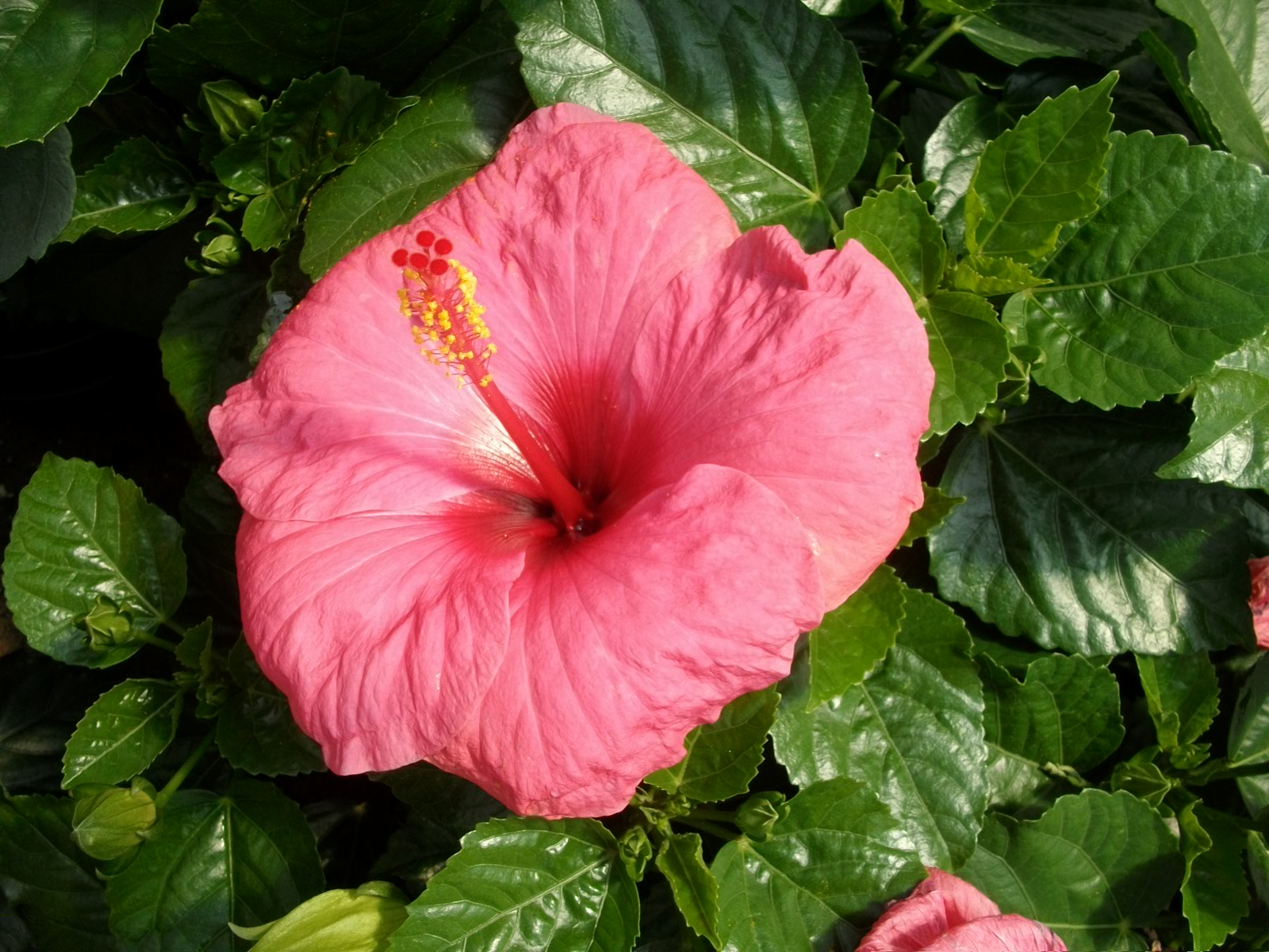 Hibiscus